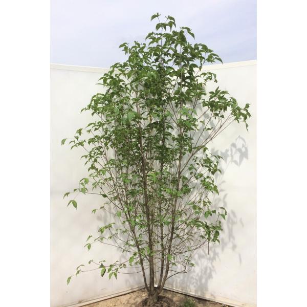 ヤマボウシ 株立ち 約2m 美樹形株 特大株 植木苗木大苗 山法師 規格