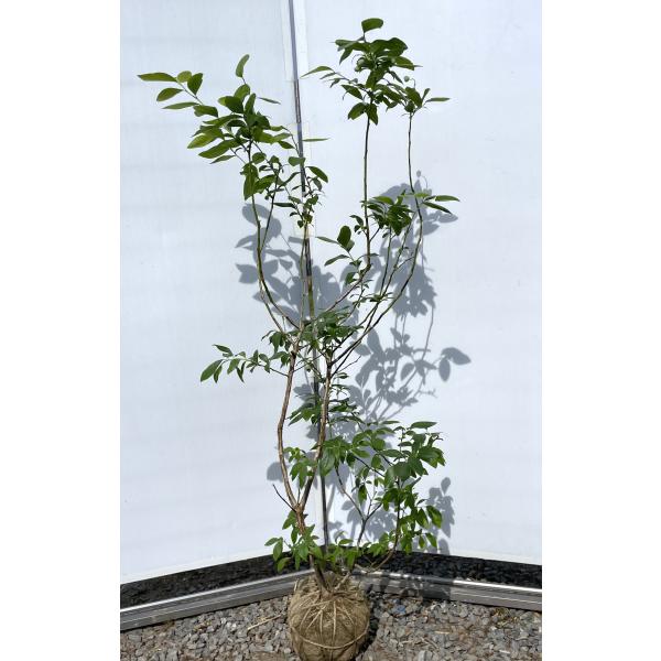 daifukujyubyou_chandra12