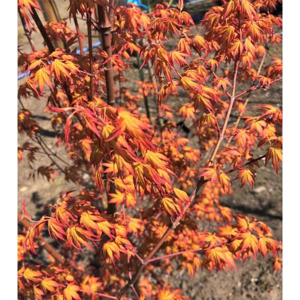 daifukujyubyou_katuramomiji20