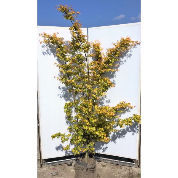 カツラモミジ　大株　【品番3519】