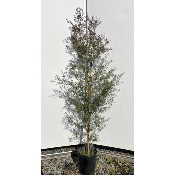 【ホ】ウエストリンギア1本、ブラックティーツリー140㎝前後1本　合計2本