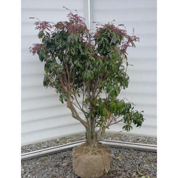 白花アセビ 約1.1m 株立ち 現品発送 特大株 植木苗木大苗 白アセビ