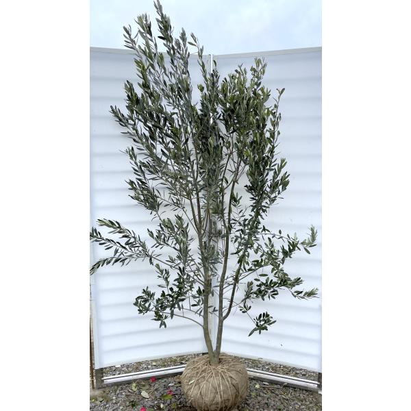 オリーブの木 シプレッシーノ 株立ち 約2.1m 現品発送 特大株 植木苗木