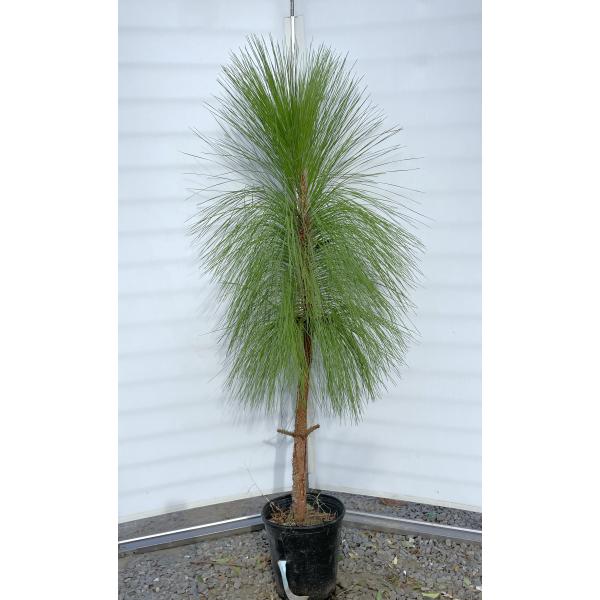 大王松　60㎝　45