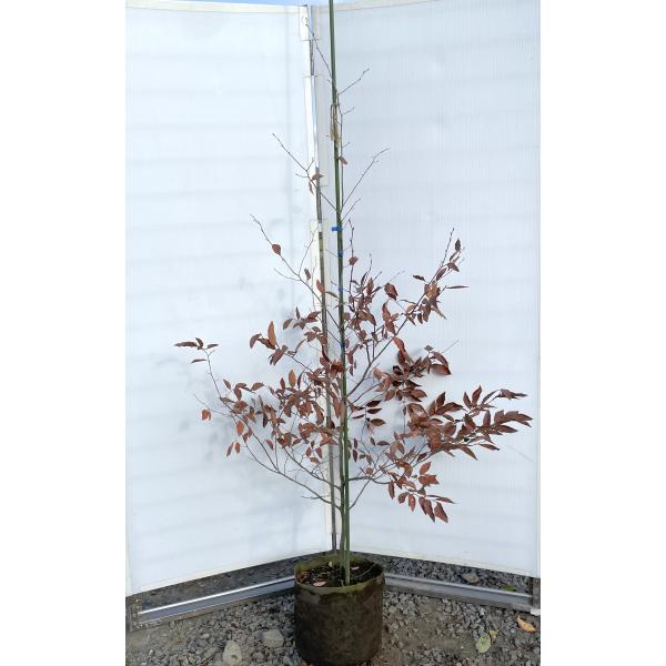 優秀。山採りヤマコウバシ。