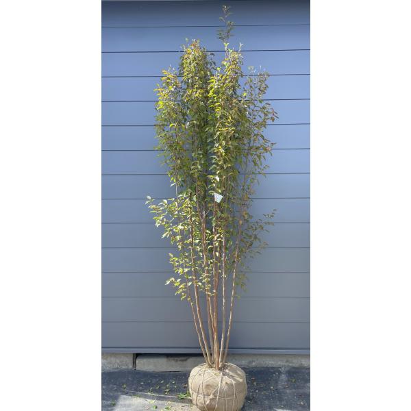 絶品黄金幹。ヒメシャラ切り戻し本株立ち3.0M(鉢底から)品番B