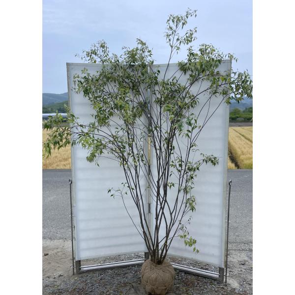 ハイノキ 8本株立ち 約2.4m 現品発送 一点物 豪華株 超特大株 植木