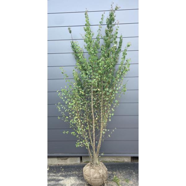 80048 カツラ（桂）本株立ち【現品発送】管理