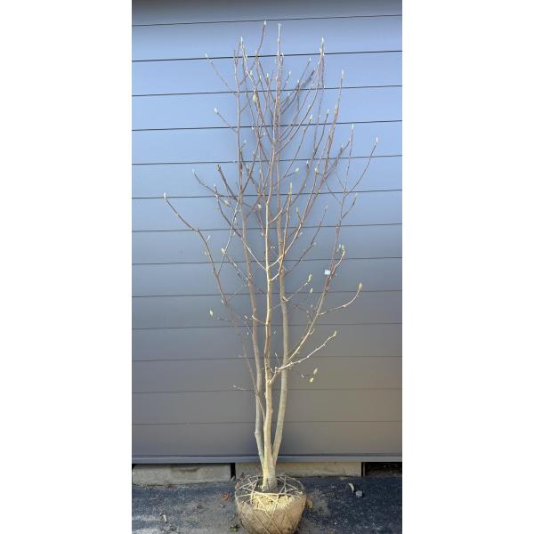 白モクレン 株立ち 約2.5m 現品販売 超特大株 植木 苗木 大苗 白木蓮