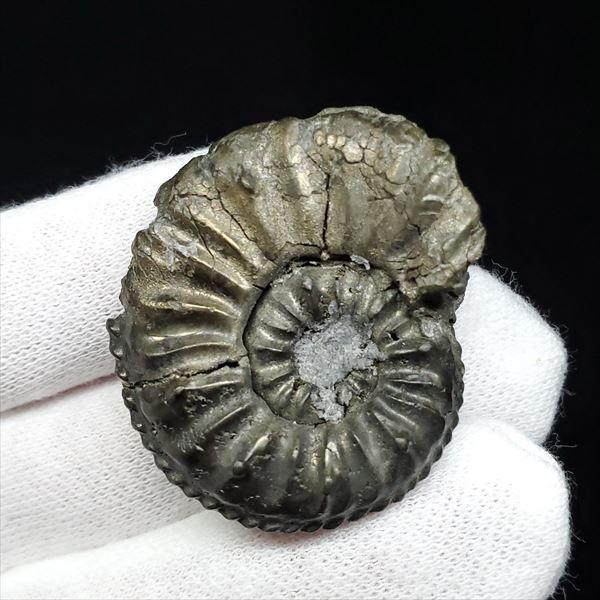 希少 パイライト アンモナイト アマルセラス 化石 本物 フランス産