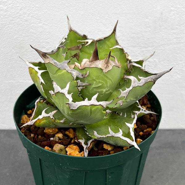 観葉植物 アガベ チタノタ クラブ（＆#34691;蟹） 5号鉢植え23-01