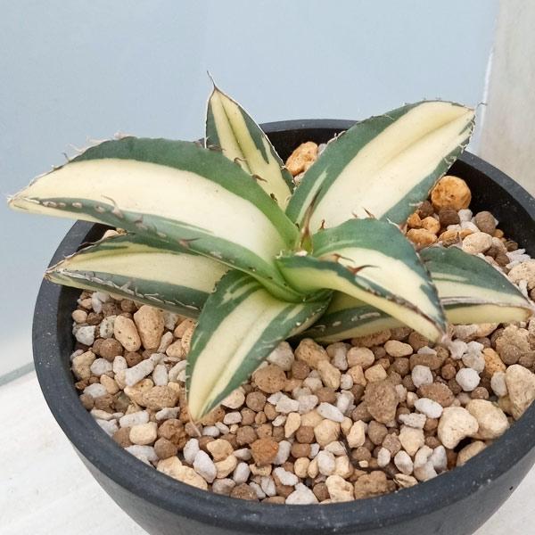 観葉植物 アガベ チタノタ No.1 白中斑（発根済） 3.5号23-04 送料無料