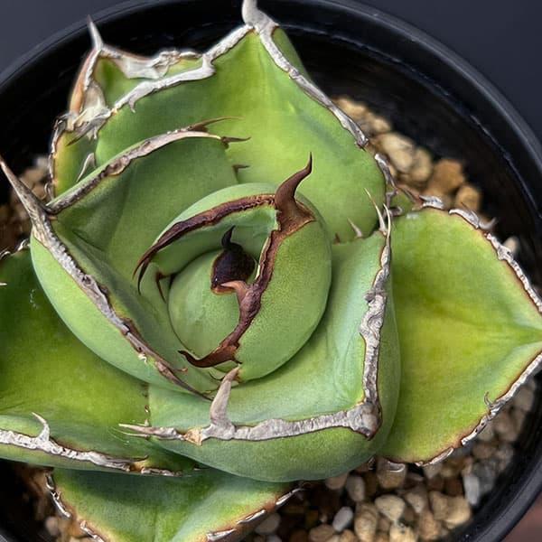 観葉植物 アガベ ジャガーノート 3.5号鉢植え : 園芸ネット - 通販