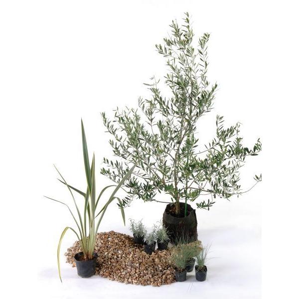 ドライ 日なた セットアップガーデン ハーブ 植木 苗 庭木 セット商品