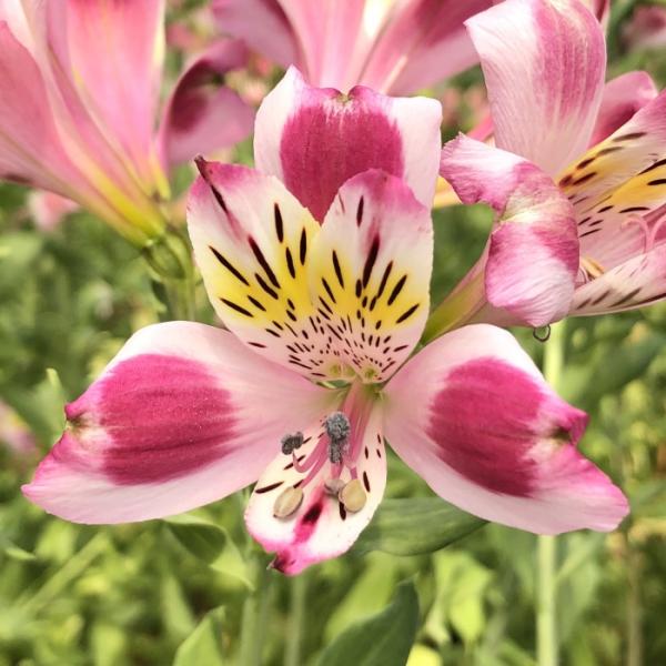 日本花キ流通 予約販売 アルストロメリア 苗 マドンナ 10.5cmポット