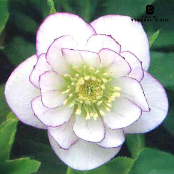 クリスマスローズ苗 ダブル 糸ピコティ 杉山交配 9cmポット 宿根草