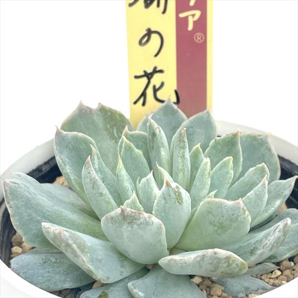 多肉植物 oriミックスベリア No.062 珊瑚の花 おらいさん苗 送料無料