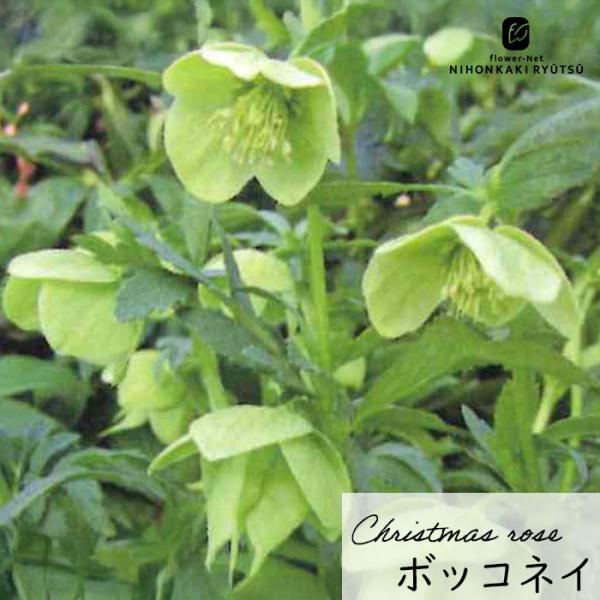 クリスマスローズ苗 原種 ボッコネイ 香り 杉光園芸 杉山交配 9cm