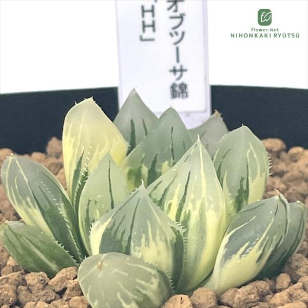 多肉植物 pnwハオルチア オブツーサ錦 「HH」 Plant's Work プランツ