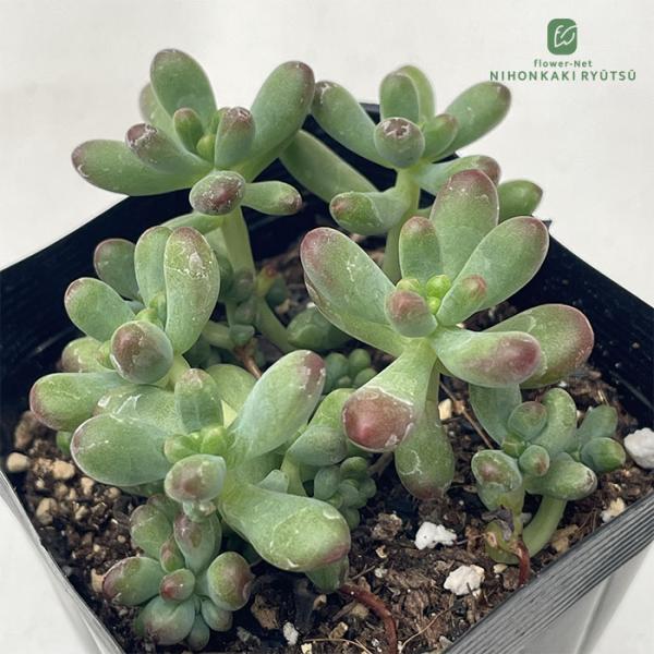 日本花キ流通 多肉植物 seセダム ルビーティント 多肉植物 セダム 7.5