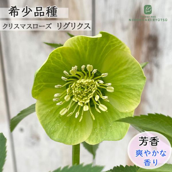 クリスマスローズ 開花株 sdブラックグリーンリップ クリスマスローズ