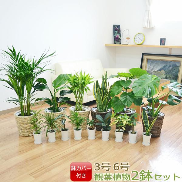 選べる観葉植物2鉢セット 6号3号 鉢カバー付き(6号のみ) おしゃれ