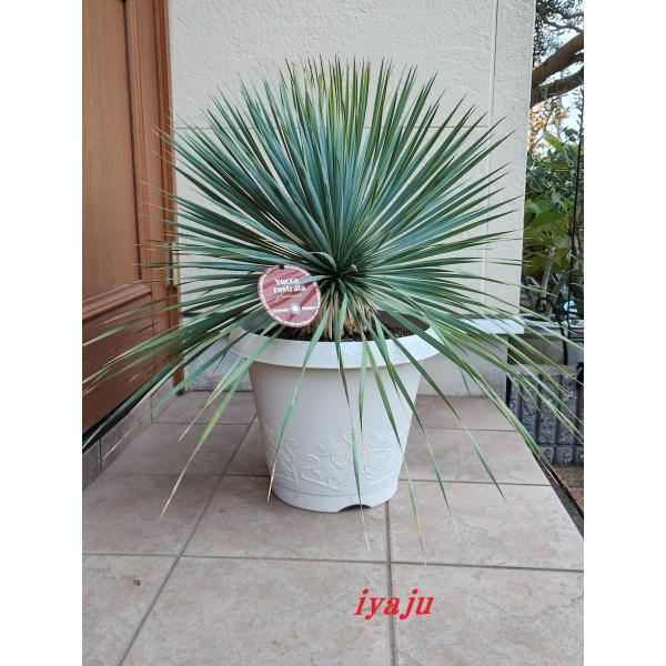 ユッカ ロストラータ 12号（1129） 耐寒性観葉植物 ドライガーデン