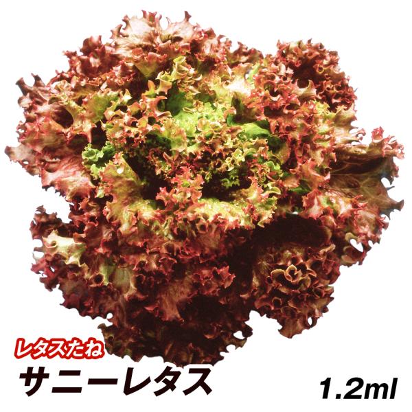 種 野菜たね レタス サニーレタス 1袋（1.2ml） 野菜の種 国華園 : 花