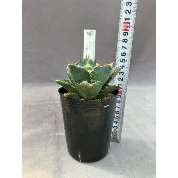 アガベ・チタノタ【白鯨】 : 日本ライン花木センターYahoo!ショップ