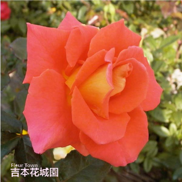 吉本花城園 バラ苗 モニカ ハイブリッドティー ローズ 橙系 2年生 大苗