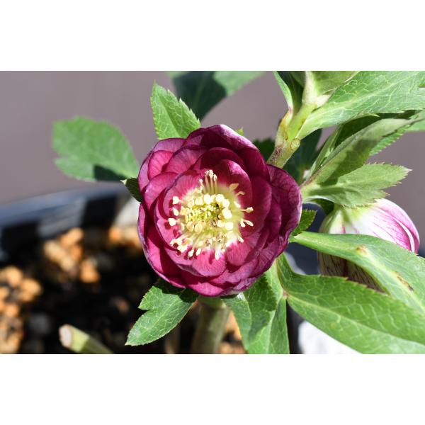 クリスマスローズ開花株 DDリバーシブルレッド 041 現品限り : 金井