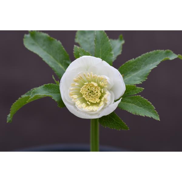 クリスマスローズ開花株 DDカップ咲きホワイト 058 現品限り : 金井