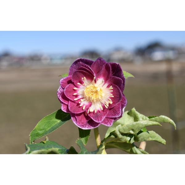 クリスマスローズ開花株 DD紅白の輝き 129 現品限り : 金井園芸 - 通販