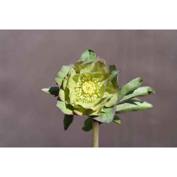 クリスマスローズ開花株 DDバイカラーグリーン 143 現品限り : 金井