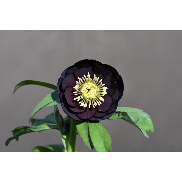 クリスマスローズ開花株 DDダークレッド 206 現品限り : 金井園芸