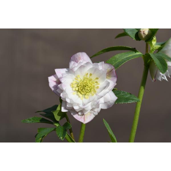 白抜けベインくすみバイカラーdd クリスマスローズ 苗 白抜けベイン