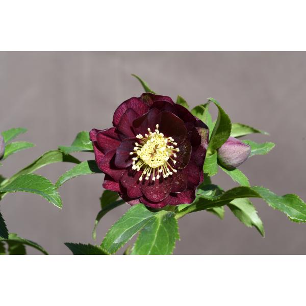 クリスマスローズ開花株 DDグロッシーカラー☆グロスボルドーレッド