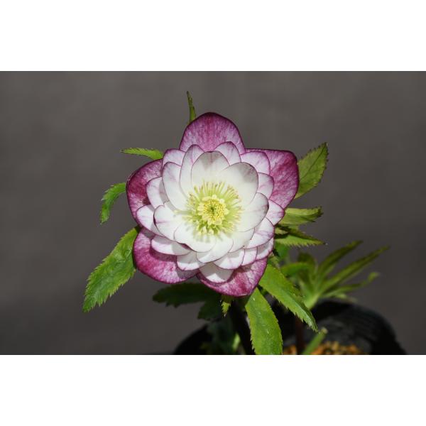 クリスマスローズ開花株 DDエンジェル系ホワイトレッドグラデーション