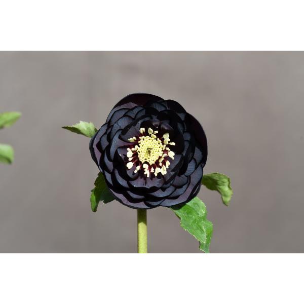 クリスマスローズ開花株 DD多弁咲き系赤蕊ブラック 298 現品限り