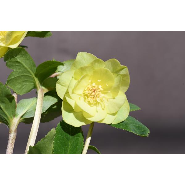 クリスマスローズ開花株 DDメロンゴールド 488 現品限り : 金井園芸