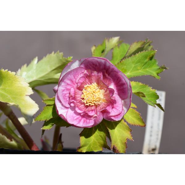 Kayo「歳末セール」クリスマスローズ 苗 SDプリマヴェーラ セルフ Kayo