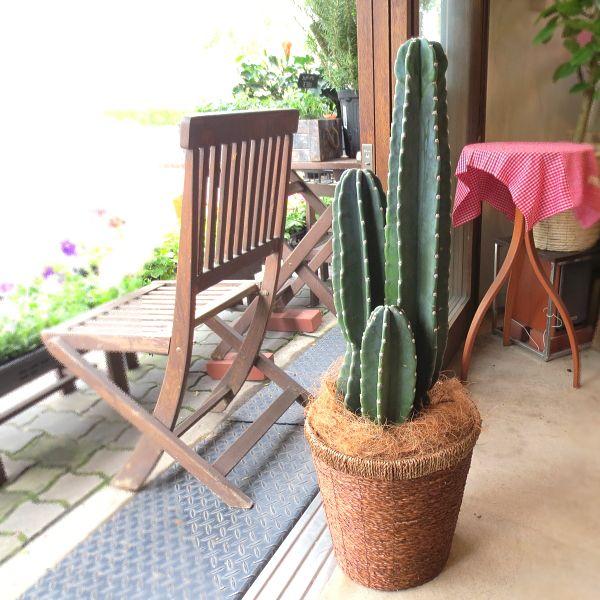 柱サボテン 8号鉢サイズ 鉢植え 観葉植物 ミニ インテリアグリーン