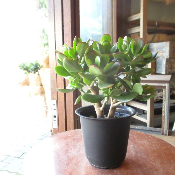 お金のなる木 花月 成金草 4号鉢サイズ 鉢植え 薫る花 庭木 多肉植物