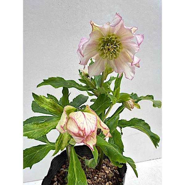 たんたんBwg026 クリスマスローズ 小苗 セット たんたんBwg026