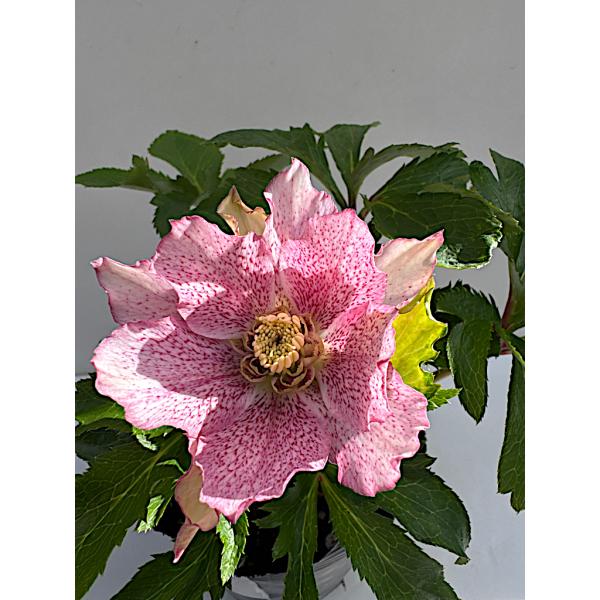 クリスマスローズ 開花苗 042 papier Deux : 花郷園 KAGOEN NURSERY