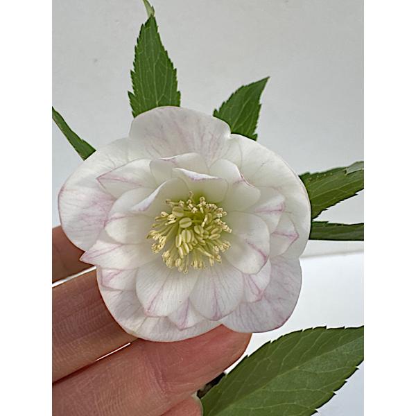 クリスマスローズ 開花苗 050 ラパン Lapin : 花郷園 KAGOEN NURSERY