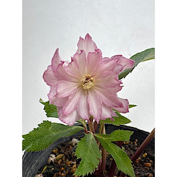 クリスマスローズ 開花苗 061 ペオニーピンク小輪 : 花郷園 KAGOEN