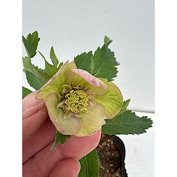 クリスマスローズ 開花苗 067 プランタンセミダブル : 花郷園 KAGOEN