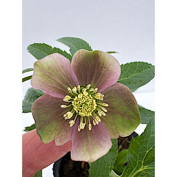 クリスマスローズ 開花苗 068 ピンクミラージュ : 花郷園 KAGOEN