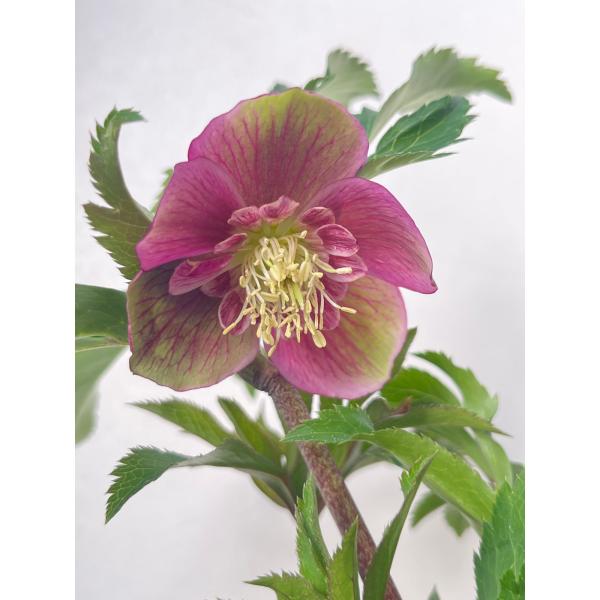 ㉖-337クリスマスローズ ㉖-337クリスマスローズ i>Helleborus</i><BR><BR>クリスマスローズ
